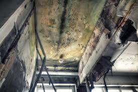 Best Emergency Mold Remediation  in Troy, MO